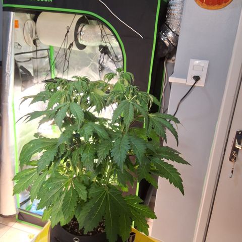 Strawberry Lemonade #3 growlog timeline photo
