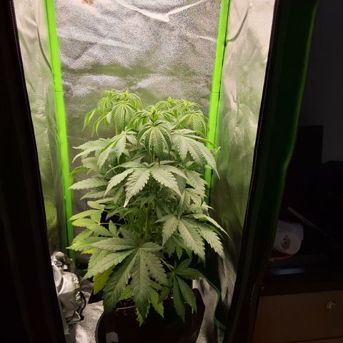 Strawberry Lemonade #2 growlog timeline photo