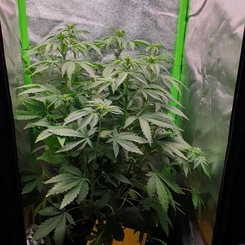 Strawberry Lemonade #1 growlog timeline photo