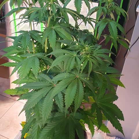Strawberry Lemonade #2 growlog timeline photo