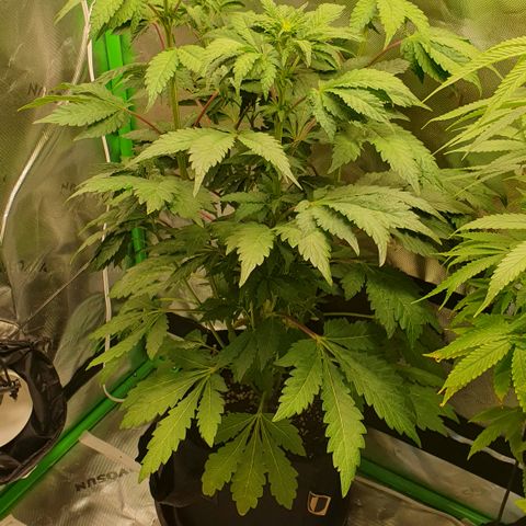 Strawberry Lemonade #3 growlog timeline photo