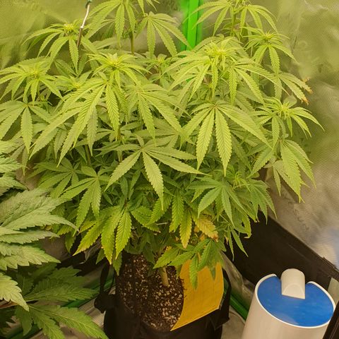 Granddaddy mango #1 growlog timeline photo