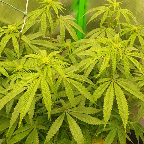 Granddaddy mango #1 growlog timeline photo