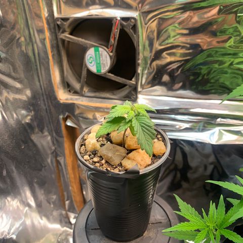 Gelato purple  growlog timeline photo