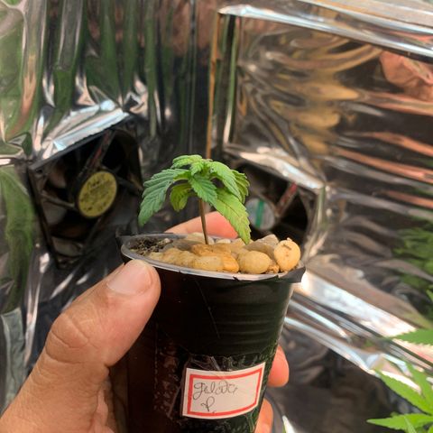 Gelato purple  growlog timeline photo