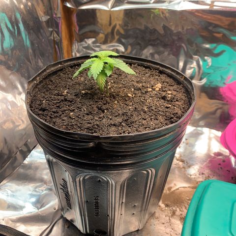 Gelato purple  growlog timeline photo