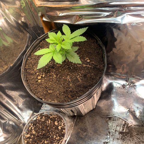 Gelato purple  growlog timeline photo