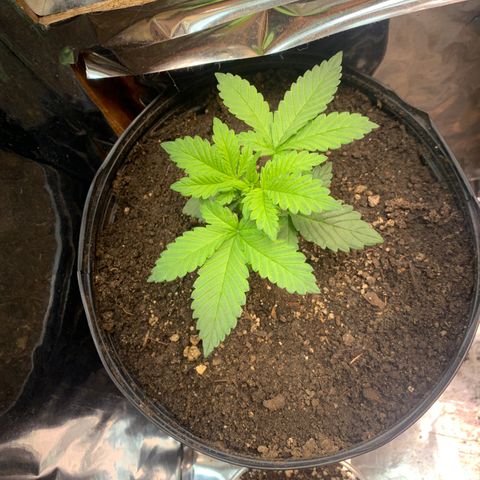Gelato purple  growlog timeline photo