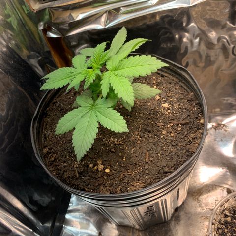 Gelato purple  growlog timeline photo