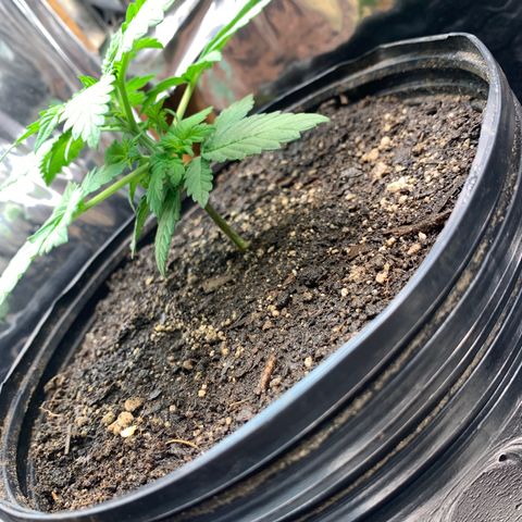 Gelato purple  growlog timeline photo