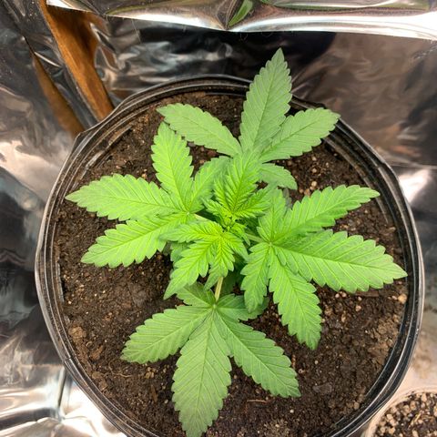 Gelato purple  growlog timeline photo