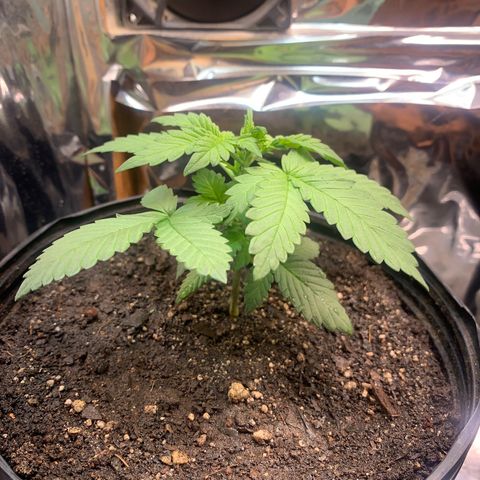 Gelato purple  growlog timeline photo