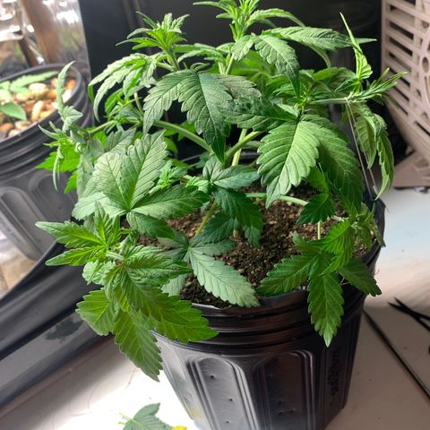 Gelato purple  growlog timeline photo