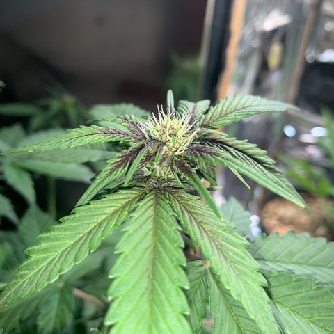 Gelato purple  growlog timeline photo