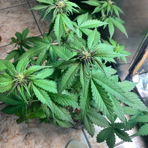 Gelato purple  growlog timeline photo