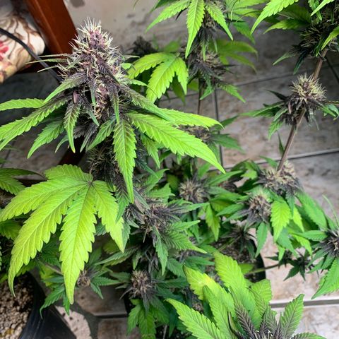 Gelato purple  growlog timeline photo