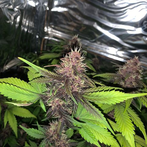 Gelato purple  growlog timeline photo