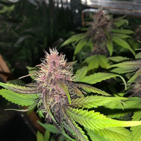 Gelato purple  growlog timeline photo