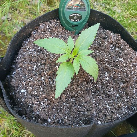 Purple punch auto #1 growlog timeline photo