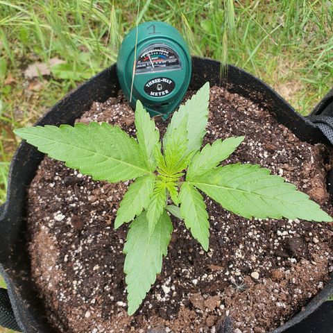 Purple punch auto #1 growlog timeline photo
