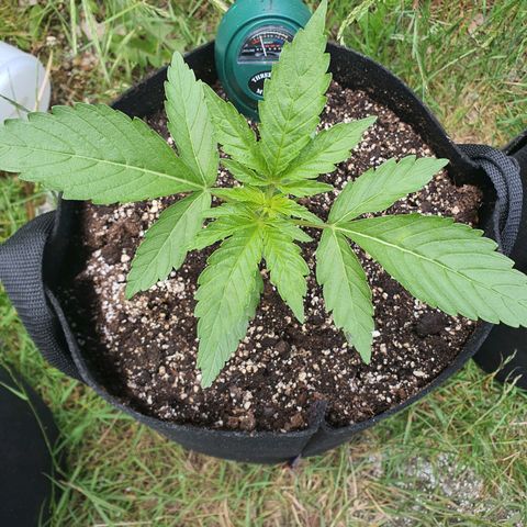 Purple punch auto #1 growlog timeline photo