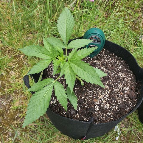 Purple punch auto #1 growlog timeline photo