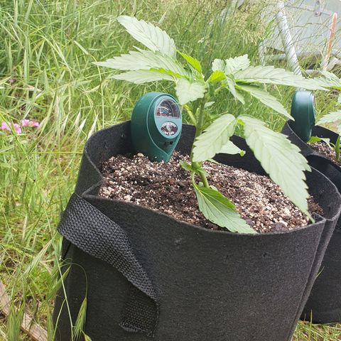 Purple punch auto #1 growlog timeline photo