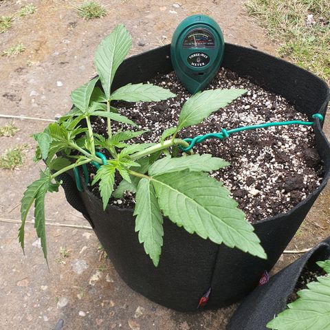 Purple punch auto #1 growlog timeline photo