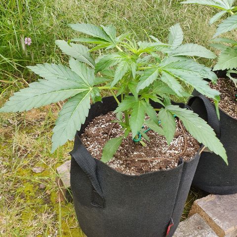 Purple punch auto #1 growlog timeline photo