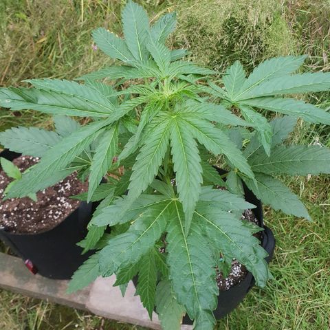 Purple punch auto #1 growlog timeline photo