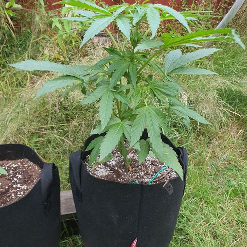 Purple punch auto #1 growlog timeline photo