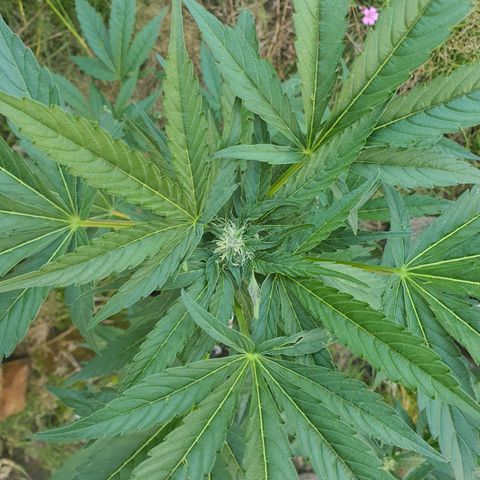 Purple punch auto #1 growlog timeline photo