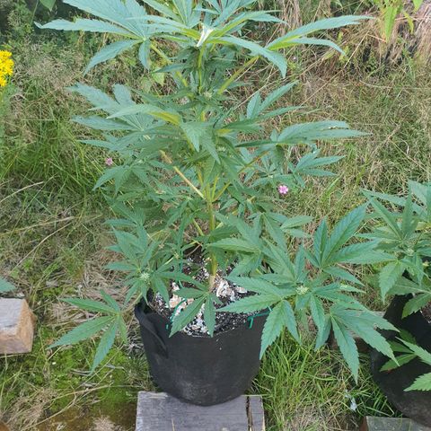 Purple punch auto #1 growlog timeline photo