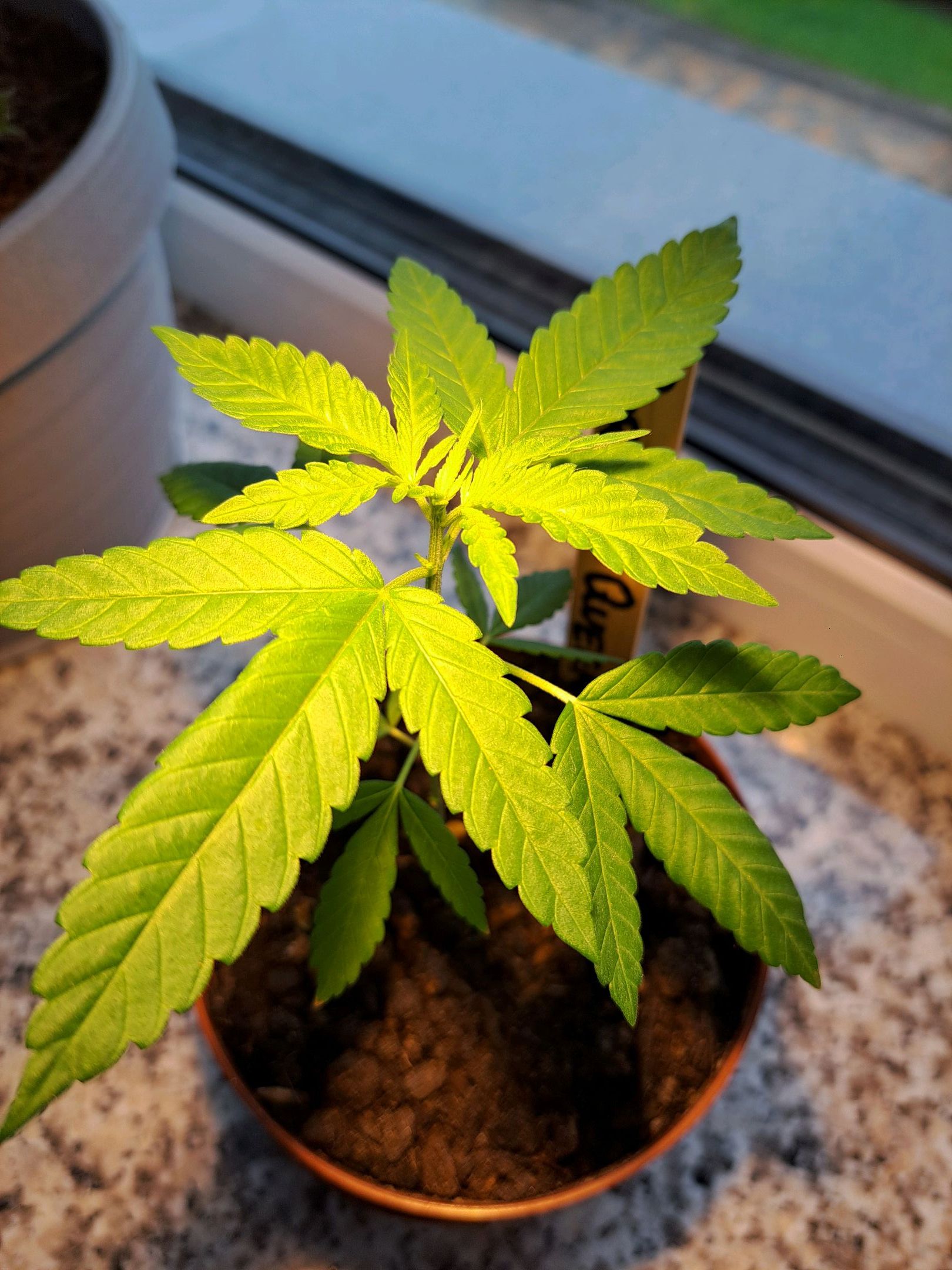 Purple Queen growlog header