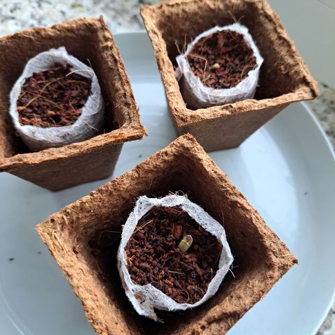 Purple Queen growlog photo: Einer wächst, einer ist angebrochen der kleine bstd und der 3te kommt glaub auch bald