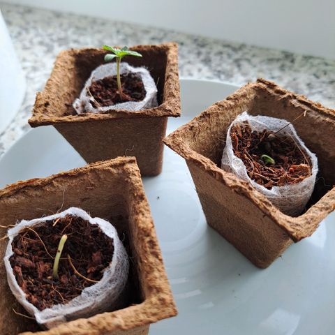 Purple Queen growlog photo: Komische dieser ohne kopf, will aber auch ned sterben was passiert da ?