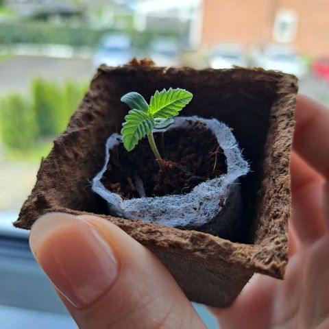 Purple Queen growlog photo: Komische dieser ohne kopf, will aber auch ned sterben was passiert da ?