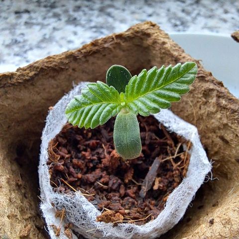 Purple Queen growlog photo: Schönheit🥰