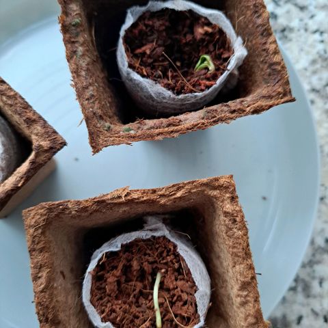 Purple Queen growlog photo: 2/3 sind tot. Cry