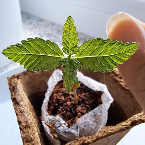 Purple Queen growlog timeline photo