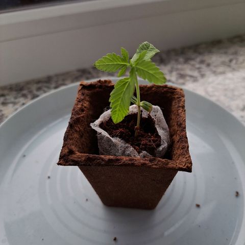 Purple Queen growlog timeline photo