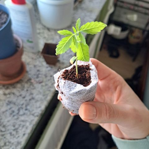 Purple Queen growlog timeline photo