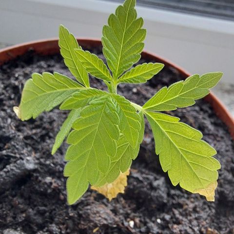 Purple Queen growlog timeline photo