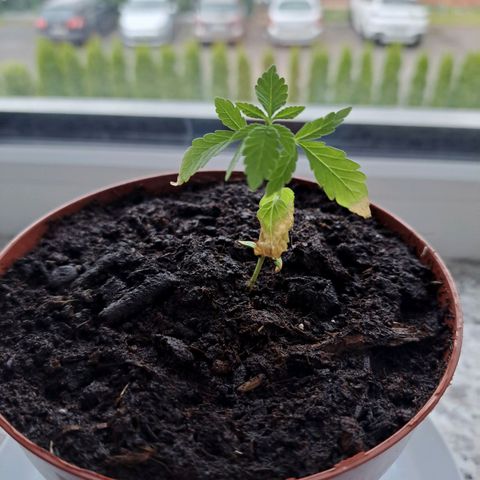 Purple Queen growlog photo: Bisschen crunchy da zu spät umgetopft aber kommen saftige neue Blätter 