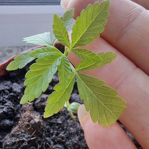 Purple Queen growlog photo: Crunchy Ecken weggeschnitten, hoffe wird schön weiter wachsen 🤞