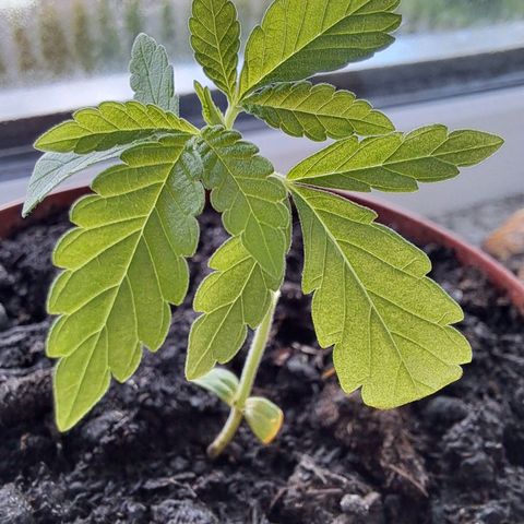 Purple Queen growlog timeline photo