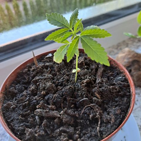 Purple Queen growlog timeline photo