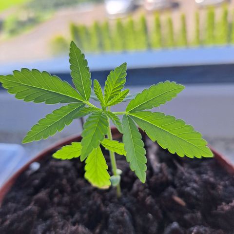 Purple Queen growlog timeline photo