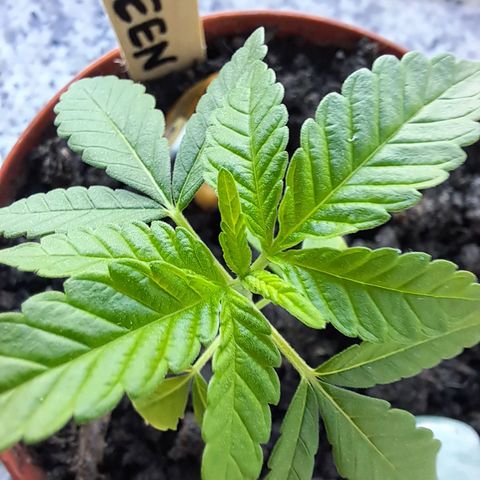 Purple Queen growlog photo: Wächst langsam und ist auch noch recht klein für ihr Alter. ABER! Stinkt wie eine ganz große 