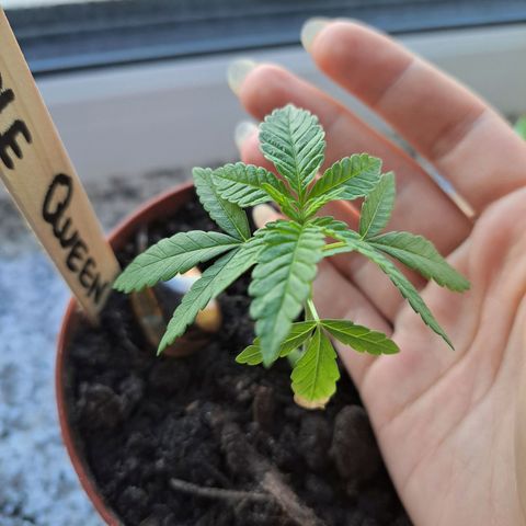 Purple Queen growlog photo: Wächst langsam und ist auch noch recht klein für ihr Alter. ABER! Stinkt wie eine ganz große 